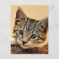 gatito, gatito, lindo y cariñoso,