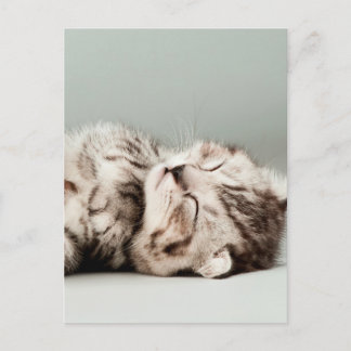 Postal gatito, gato, lindo gato de tabby, gatos lindos, k