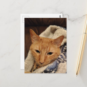 Postal Gatito Gingembre Dormilón Adorable en una Manta