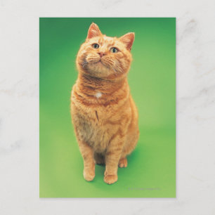 Postal Gatito jengibre sentado, mirando hacia arriba