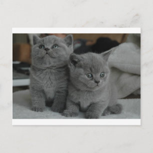 Postal gatito joven mascota ronroneo maullar gatito lindo