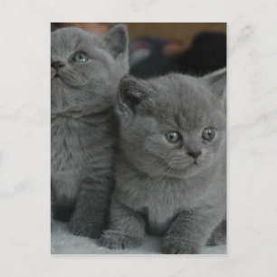 Postal gatito joven mascota ronroneo maullar gatito lindo