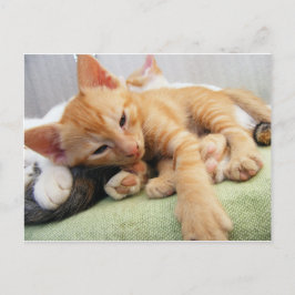 Postal Gatito lindo con rayas de tigre