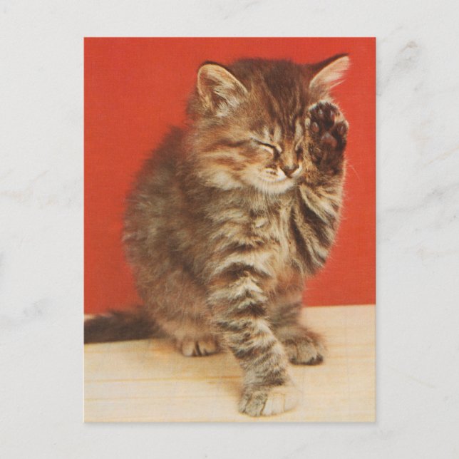 Postal Gatito lindo y adorable (Anverso)