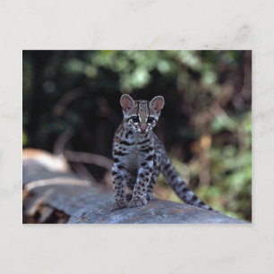 Postal Gatito margay (Felis wiedi) en el árbol