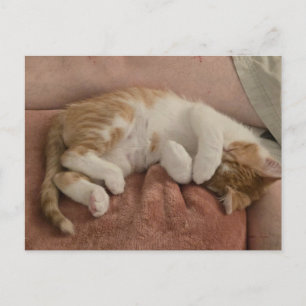 Postal Gatito naranja y blanco durmiendo -