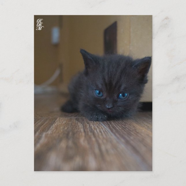 Postal Gatito negro (Anverso)