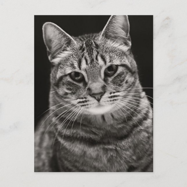 Postal Gatito negro de Tabby (Anverso)