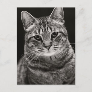 Postal Gatito negro de Tabby