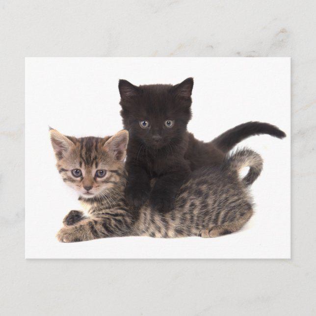 Postal gatito negro tabby kitten (Anverso)