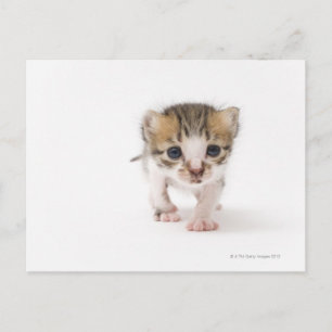 Postal Gatito neonato
