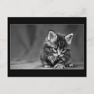 Postal Gatito Oído Verde