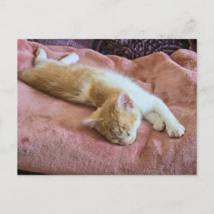 Postal Gatito Pelirrojo Durmiendo