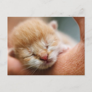 Postal Gatito pequeño