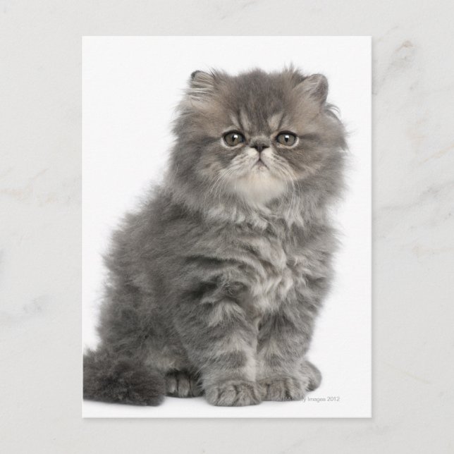 Postal Gatito persa (2 meses de edad) sentado (Anverso)