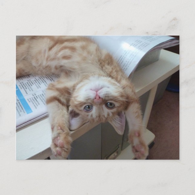 Postal Gatito que se relaja (Anverso)