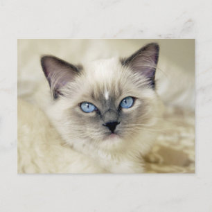 Postal gatito ragdoll