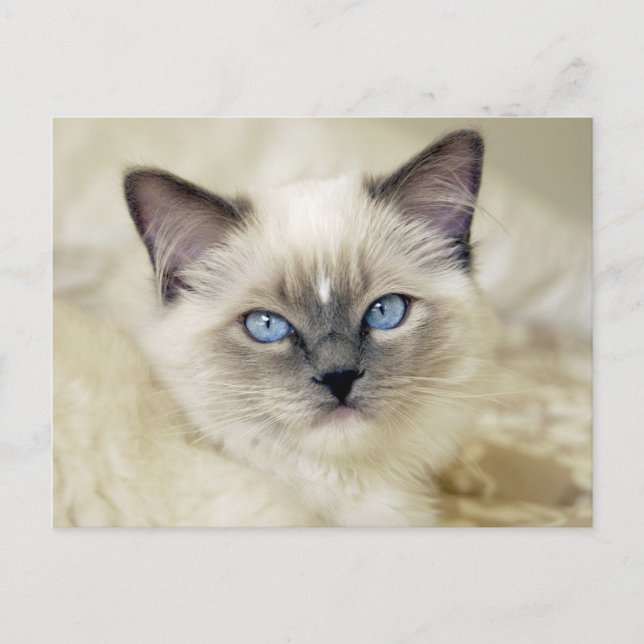 Postal gatito ragdoll (Anverso)