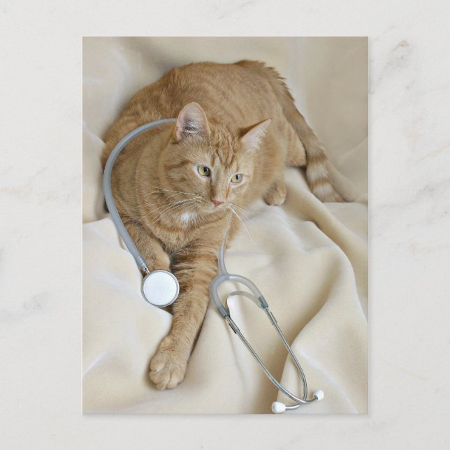 Postal Gatito sano postcard (Anverso)