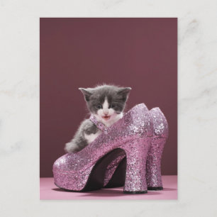 Postal Gatito sentado en zapatos con purpurina