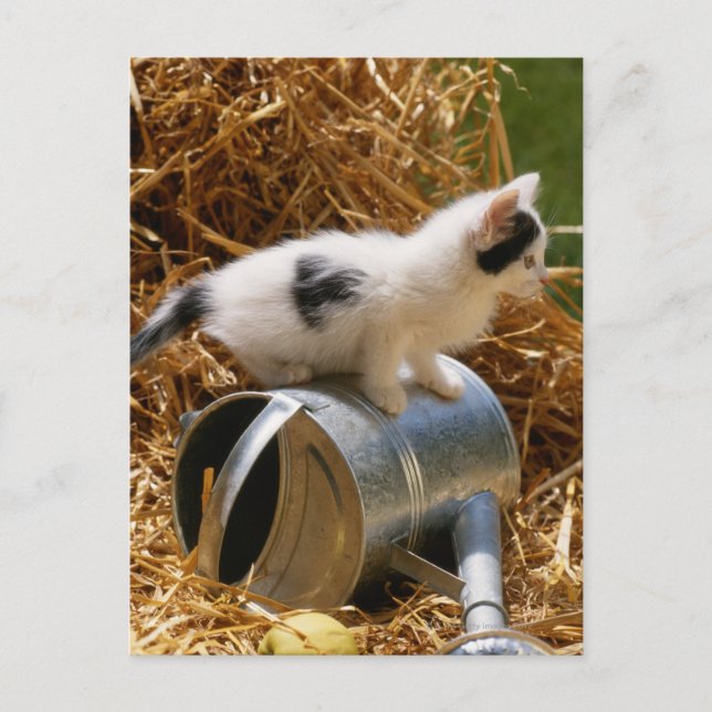 Postal Gatito sentado encima de regadera (Anverso)