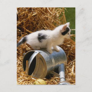 Postal Gatito sentado encima de regadera