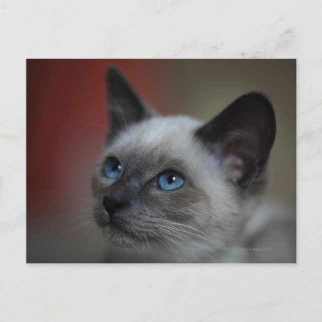 Postal Gatito siamés (Anverso)