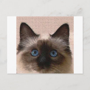 Postal gatito siamés crackeado viejo