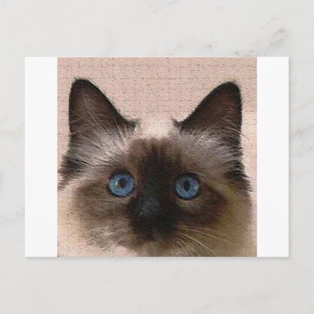 Postal gatito siamés crackeado viejo (Anverso)