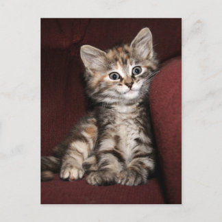 Postal Gatito sonriente