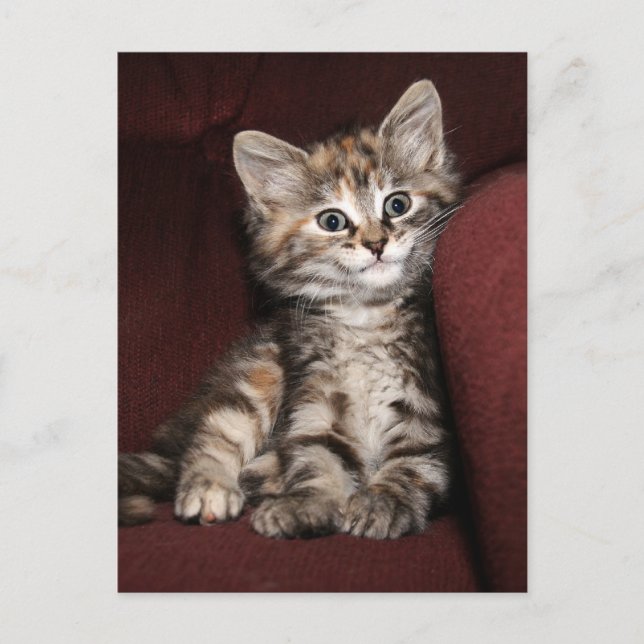 Postal Gatito sonriente (Anverso)