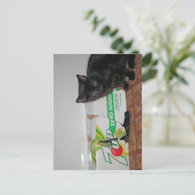 Postal Gatitos (Anverso de pie)