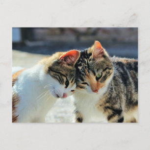 Postal Gatitos