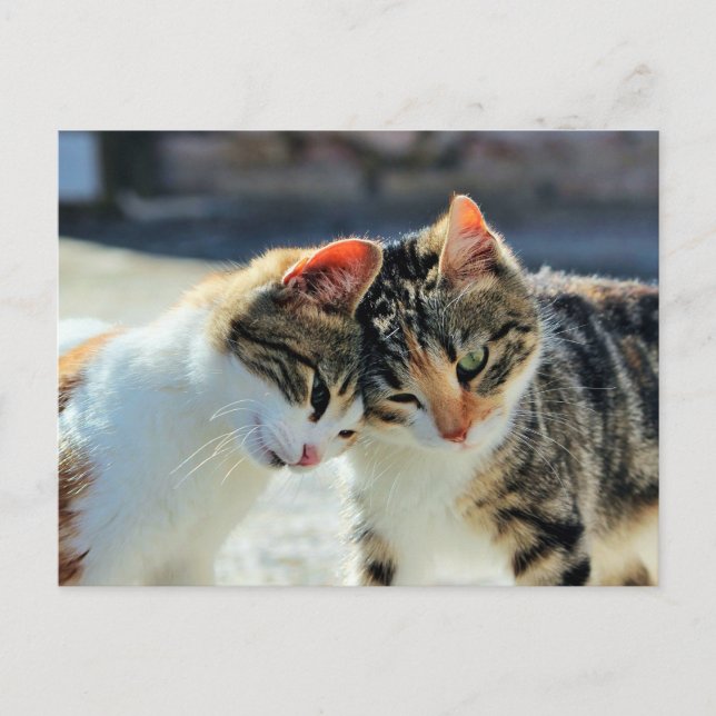 Postal Gatitos (Anverso)