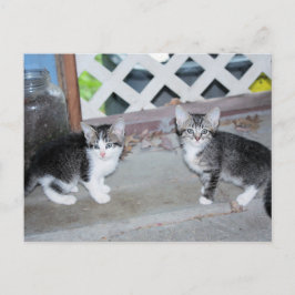 Postal Gatitos