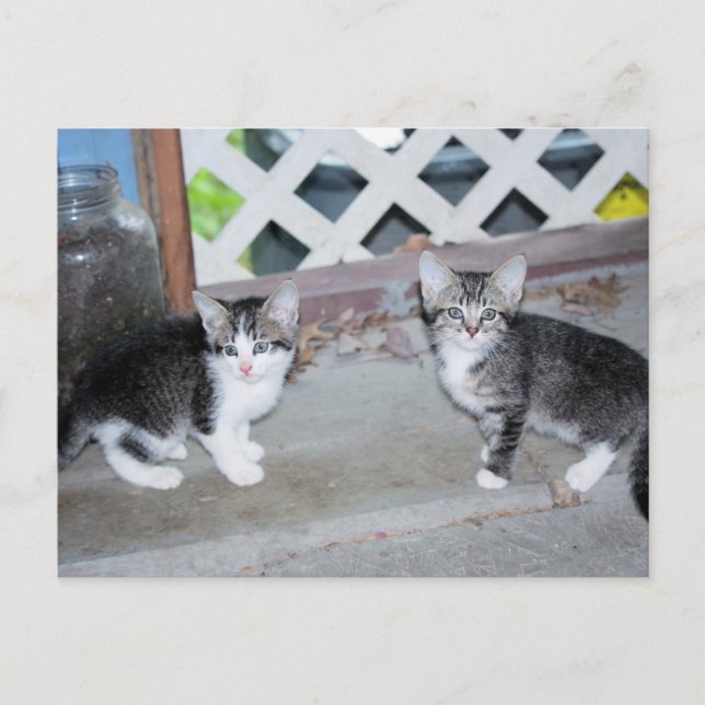 Postal Gatitos (Anverso)