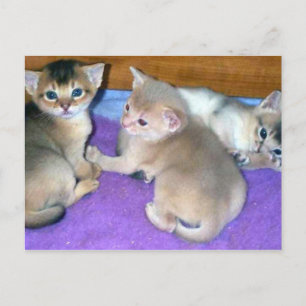 Postal Gatitos abisinos de tres semanas de edad
