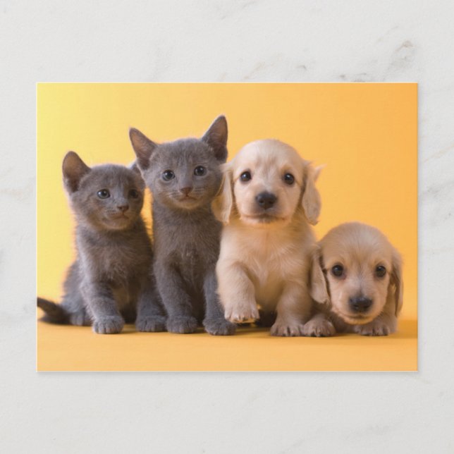 Postal Gatitos Azules Rusos Y Cachorros De Dachshund (Anverso)