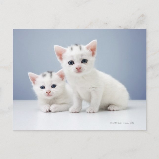 Postal Gatitos blancos (Anverso)