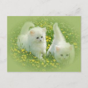 Postal gatitos blancos y flores verdes