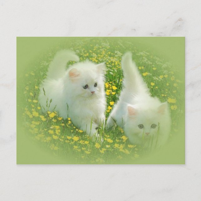 Postal gatitos blancos y flores verdes (Anverso)