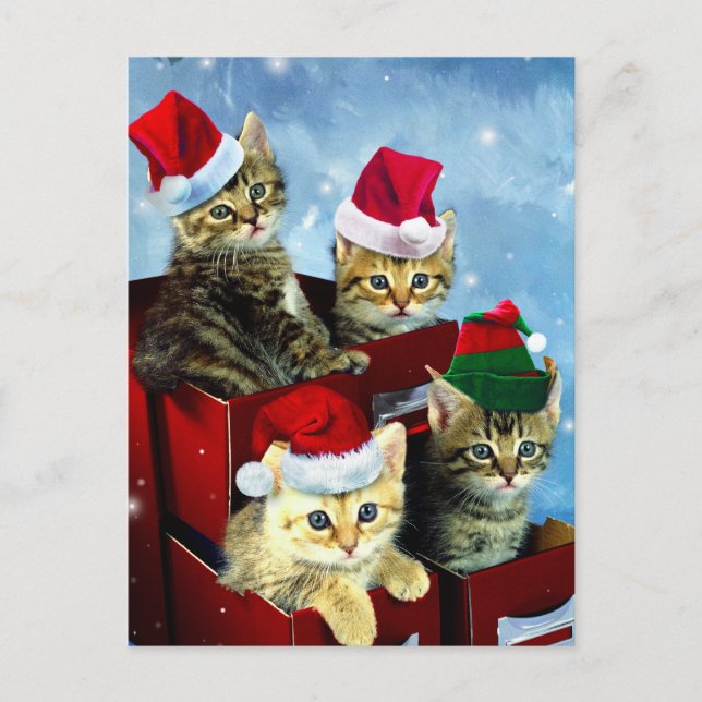 Postal Gatitos con gorras de x-mas (Anverso)