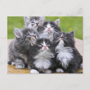 Postal Gatitos curados