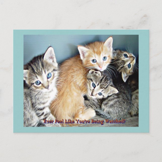 Postal Gatitos curados (Anverso)