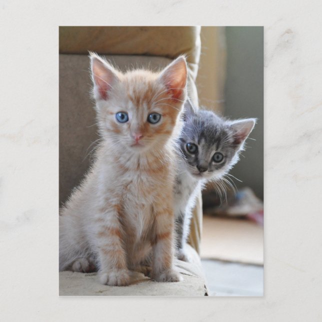 Postal Gatitos curiosos (Anverso)