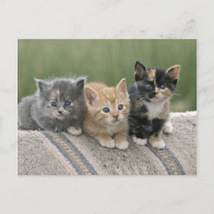 Postal Gatitos de granero en una manta de caballo