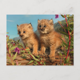 Postal Gatitos de Lince Canadiense, Alaska