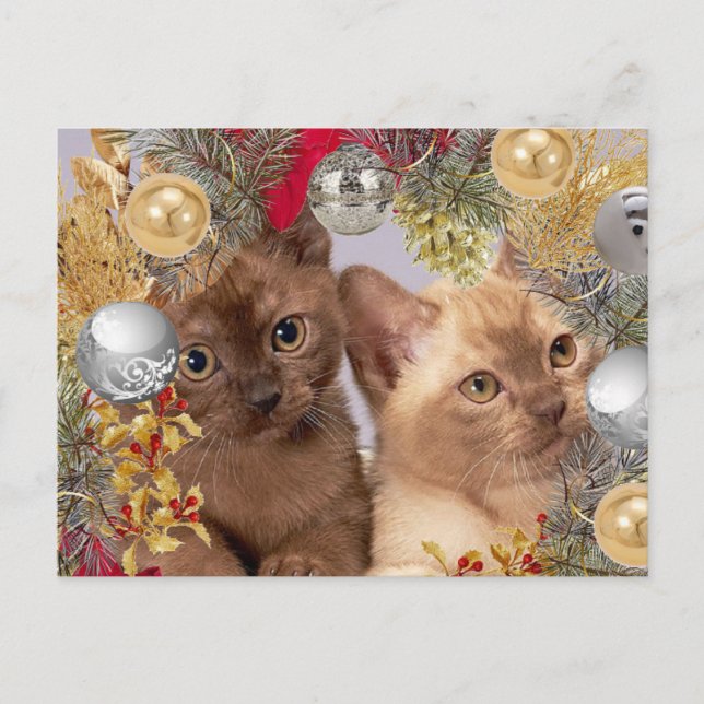 Postal Gatitos de Navidad Gatos de Vacaciones  (Anverso)