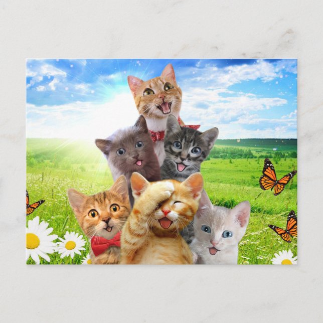 Postal Gatitos divertidos en el campo verde. (Anverso)
