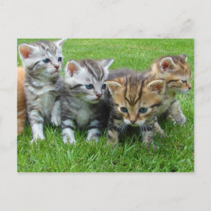Postal Gatitos dulces